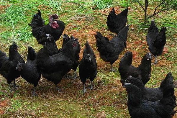 養綠殼蛋雞的市場前景