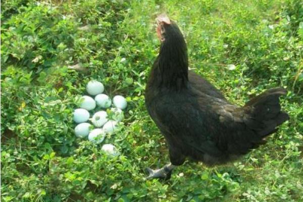 養綠殼蛋雞的市場前景