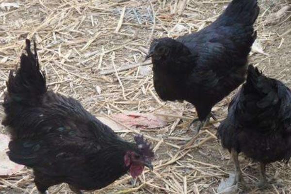 養綠殼蛋雞的市場前景