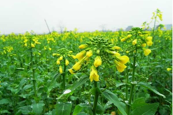 油菜圖片大全