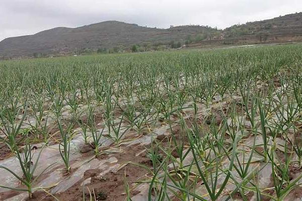 種大蒜用什么肥料好