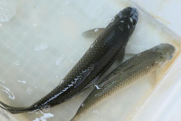 草魚的家常做法大全