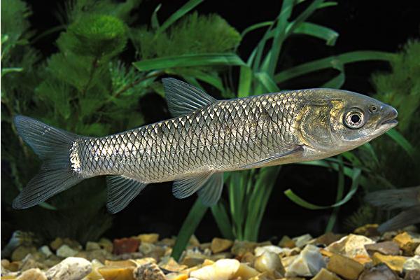 草魚的家常做法大全