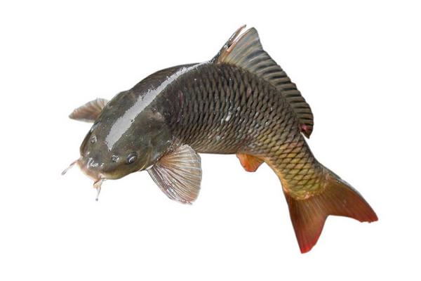 草魚怎么做好吃？