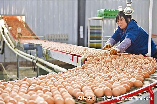 蛋雞預(yù)混料配方