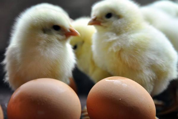 蛋雞預混料配方