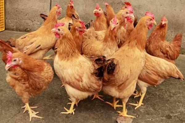 蛋雞預混料配方