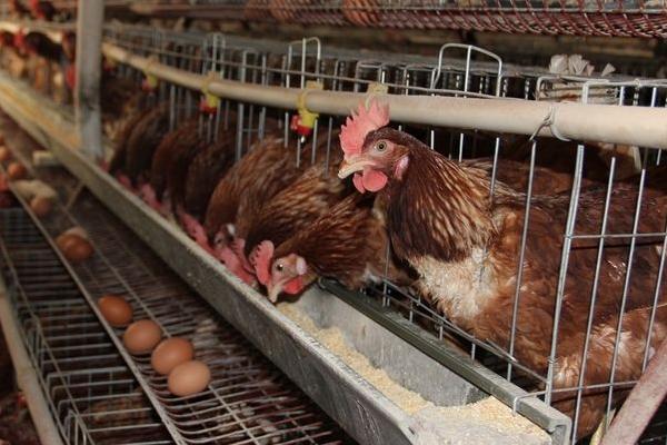 蛋雞預混料配方