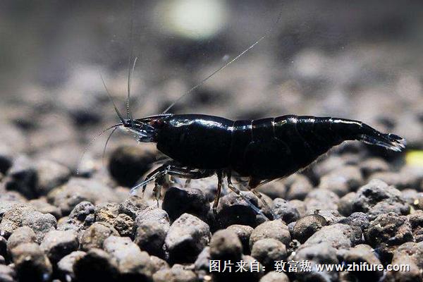 黑金剛蝦養(yǎng)殖技術