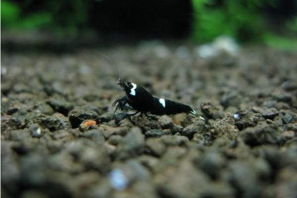 黑金剛蝦養殖技術