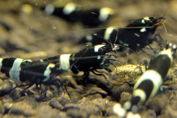 黑金剛蝦養殖技術