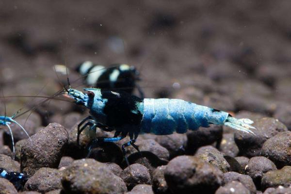 黑金剛蝦養殖技術