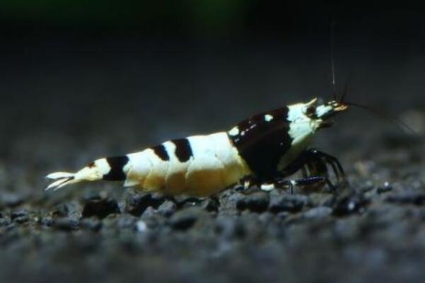 黑金剛蝦養殖技術