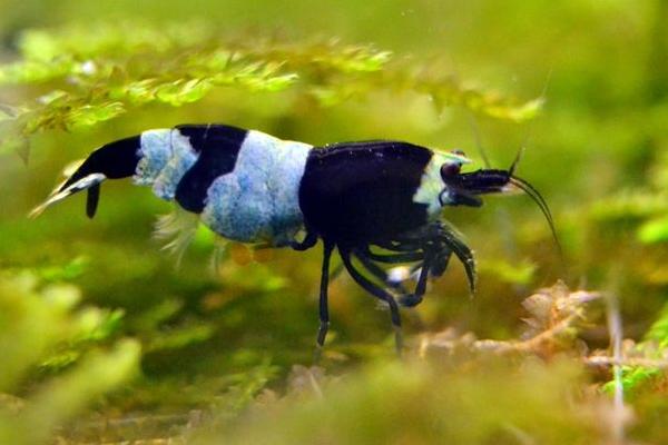 黑金剛蝦養殖技術