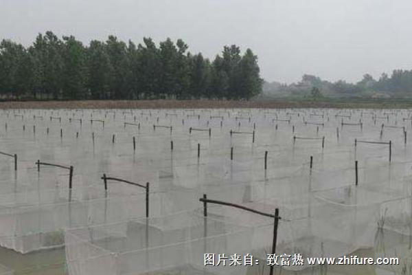 黃鱔泥鰍混養養殖技術