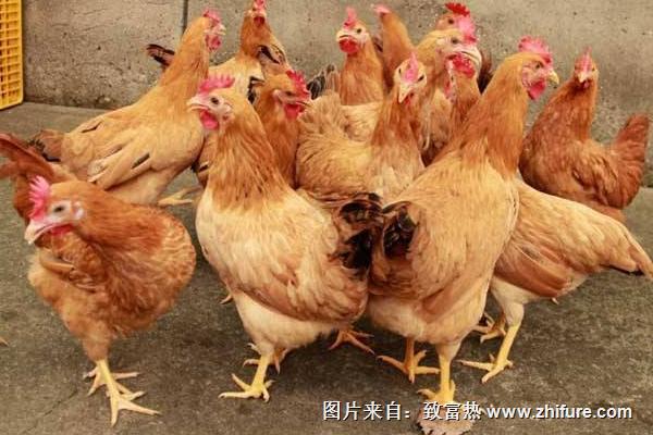 蛋雞養(yǎng)殖自動(dòng)設(shè)備有哪些