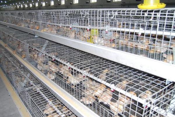 蛋雞養(yǎng)殖自動(dòng)設(shè)備有哪些