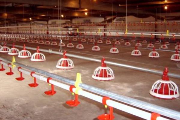 蛋雞養(yǎng)殖自動(dòng)設(shè)備有哪些