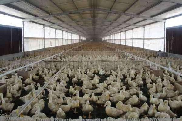 蛋雞養(yǎng)殖自動(dòng)設(shè)備有哪些