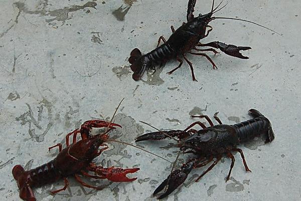 巨型淡水龍蝦是什么品種