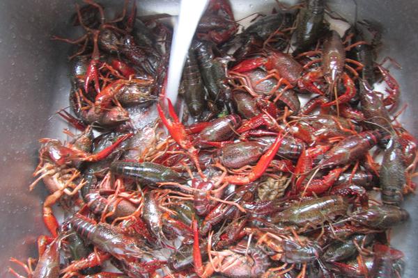 巨型淡水龍蝦是什么品種