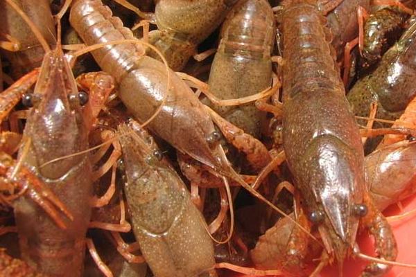 巨型淡水龍蝦是什么品種