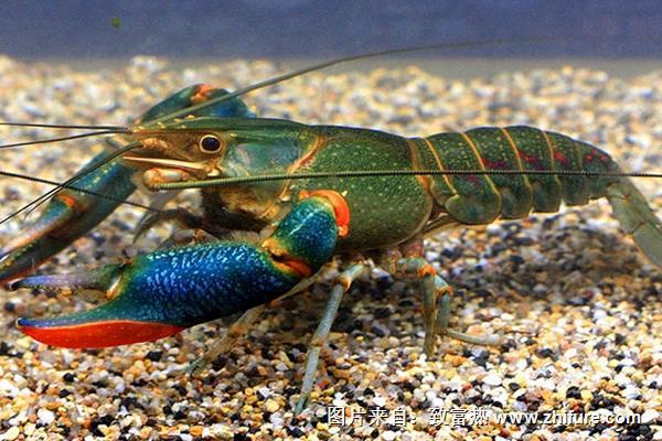 巨型淡水龍蝦是什么品種