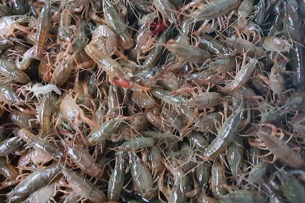 巨型淡水龍蝦是什么品種