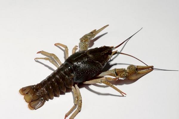 巨型淡水龍蝦是什么品種