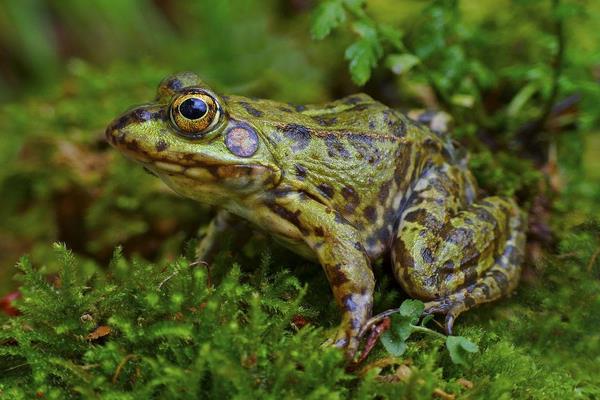 淺析養殖青蛙可行性