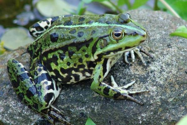 淺析養殖青蛙可行性
