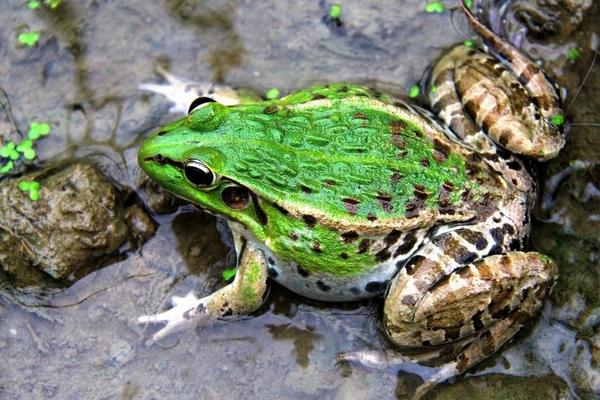 淺析養殖青蛙可行性