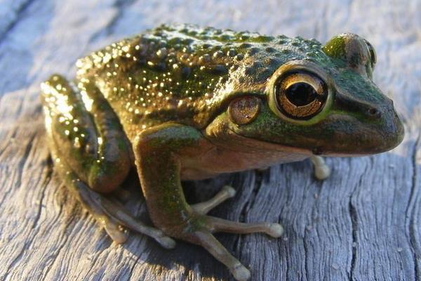 淺析養殖青蛙可行性