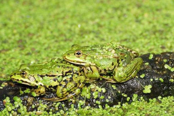 淺析養殖青蛙可行性