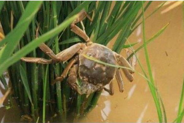 好養(yǎng)又賺錢的動物
