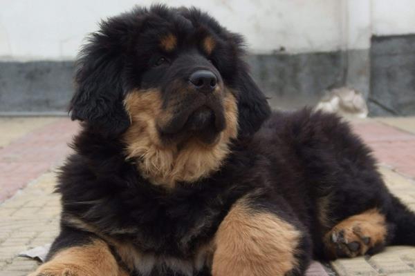 好養(yǎng)又賺錢的動物