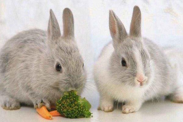 好養(yǎng)又賺錢的動物