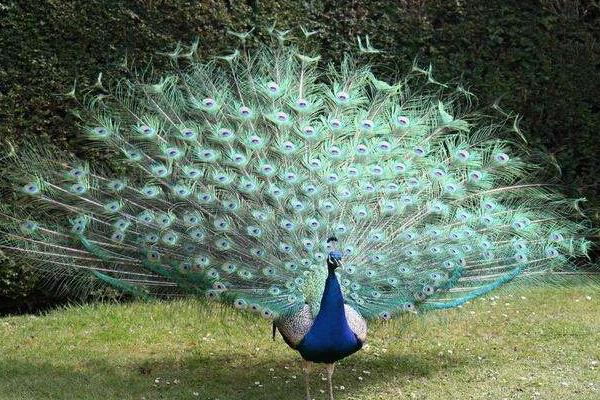 好養(yǎng)又賺錢的動物