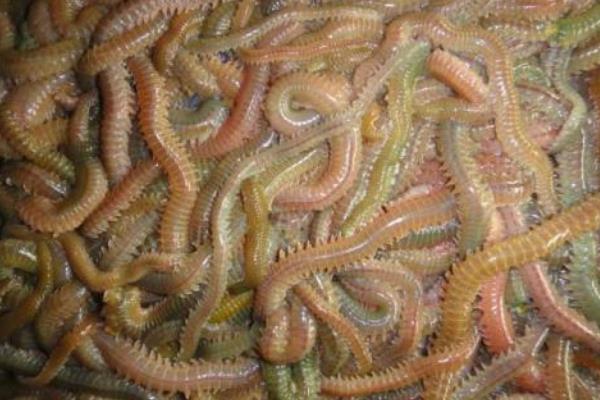 好養(yǎng)又賺錢的動物