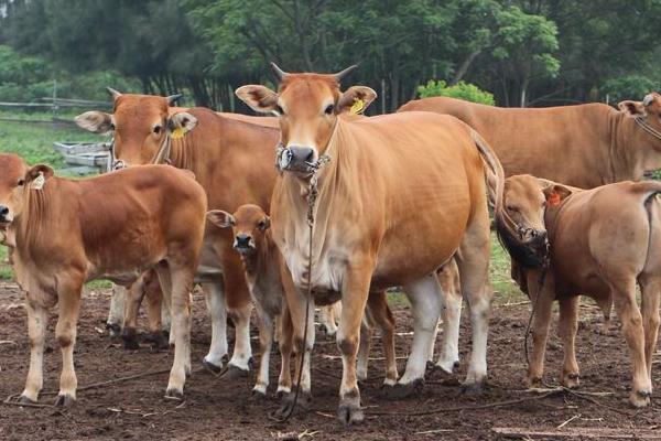 好養(yǎng)又賺錢的動物