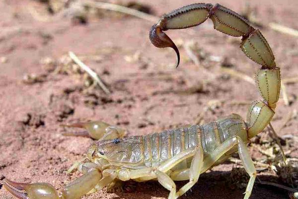 養(yǎng)殖蝎子的利潤(rùn)