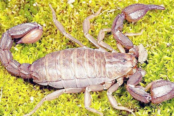 養(yǎng)殖蝎子的利潤(rùn)