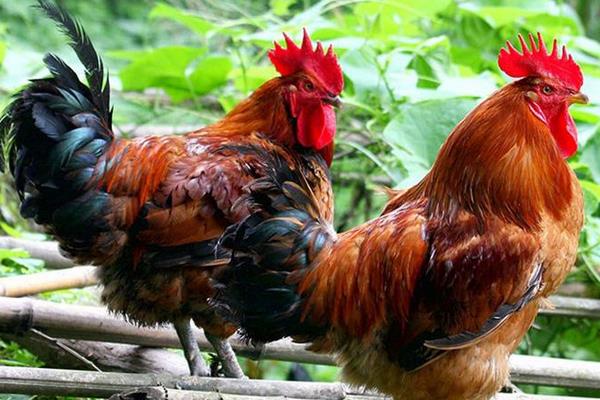 草雞是什么,草雞特點、營養(yǎng)價值與功效、鑒別方法