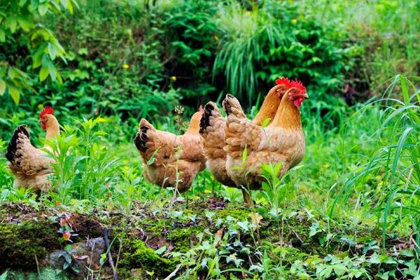 草雞是什么,草雞特點、營養(yǎng)價值與功效、鑒別方法