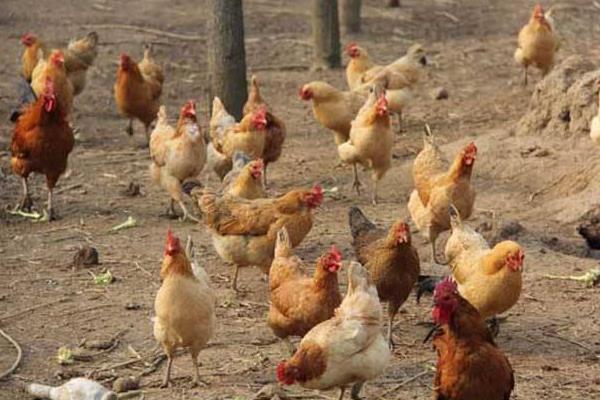 草雞是什么,草雞特點、營養(yǎng)價值與功效、鑒別方法