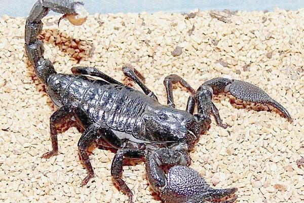 養(yǎng)殖蝎子的利潤(rùn)