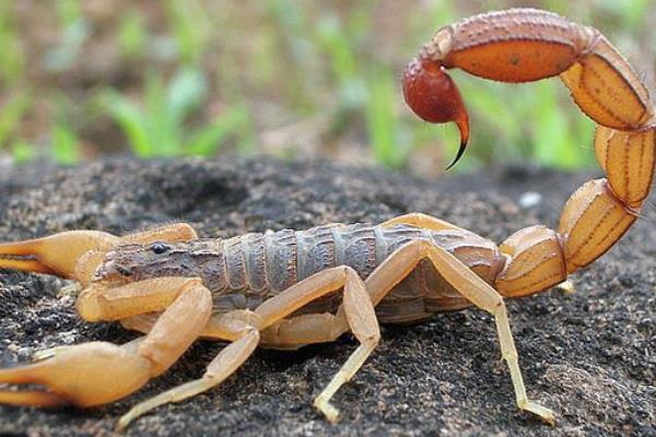 養(yǎng)殖蝎子的利潤(rùn)