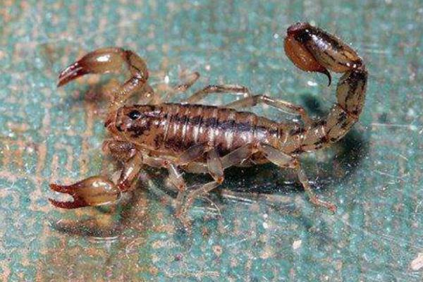 養(yǎng)殖蝎子的利潤(rùn)