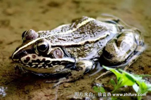 養青蛙要辦什么證