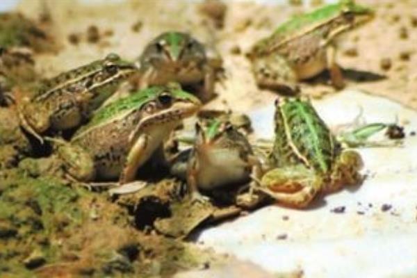 養(yǎng)青蛙要辦什么證